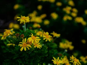 Read more about the article شجرة الاقحوان ذات الزهور الشهيرة وكيفية زراعتها والاعتناء بها