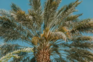 Read more about the article أشجار تتحمل الحرارة وسريعة النمو