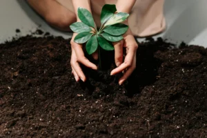 Read more about the article تربة زراعية جاهزة .. كيف نعرف إذا كانت صحية؟