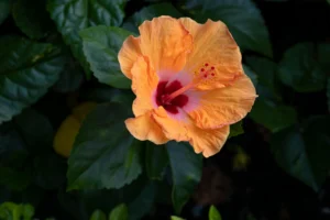 Read more about the article خبيز الساحلي Hibiscus tiliaceus وأهم المعلومات عن زراعته وطرق العناية به